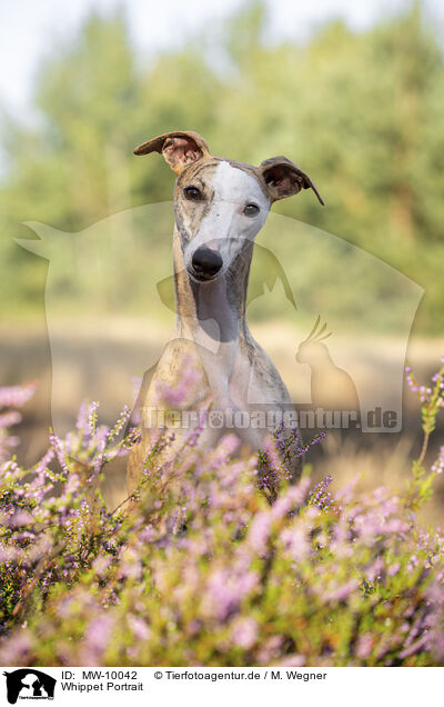 Whippet Portrait / MW-10042