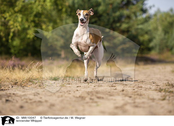 rennender Whippet / MW-10047