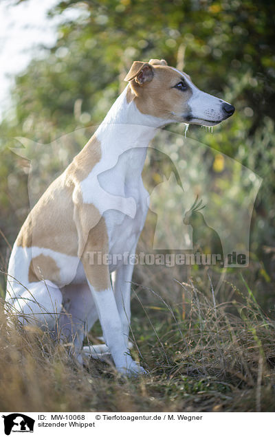 sitzender Whippet / MW-10068