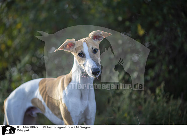 Whippet / MW-10072