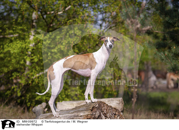 stehender Whippet / MW-09972