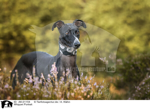 Whippet Portrait / AK-01154