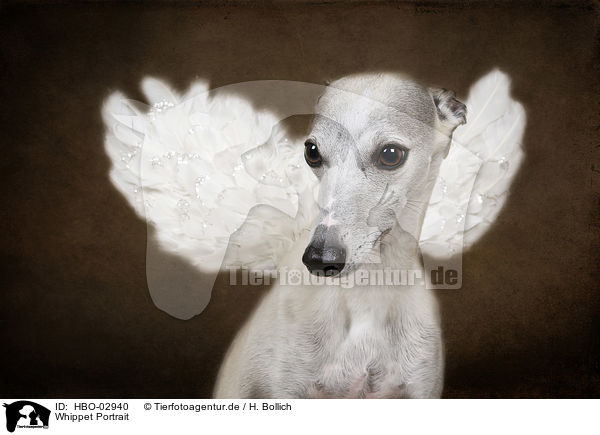 Whippet Portrait / HBO-02940