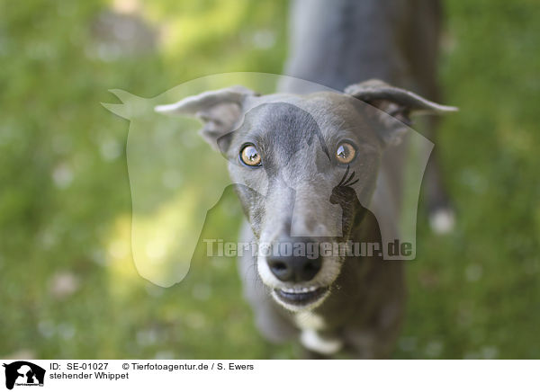 stehender Whippet / SE-01027