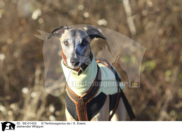 stehender Whippet / standing Whippet / SE-01402
