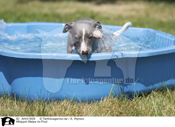 Whippet Welpe im Pool / AH-01609