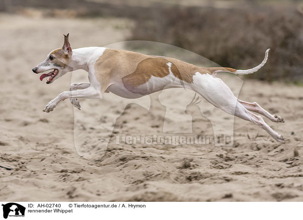 rennender Whippet / AH-02740