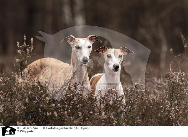 2 Whippets / AH-02744