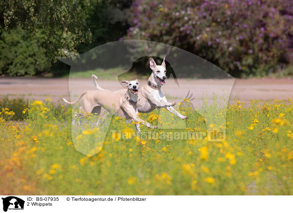 2 Whippets / BS-07935