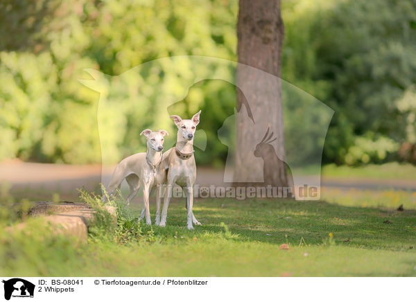 2 Whippets / BS-08041