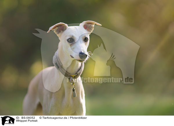 Whippet Portrait / Whippet Portrait / BS-08052