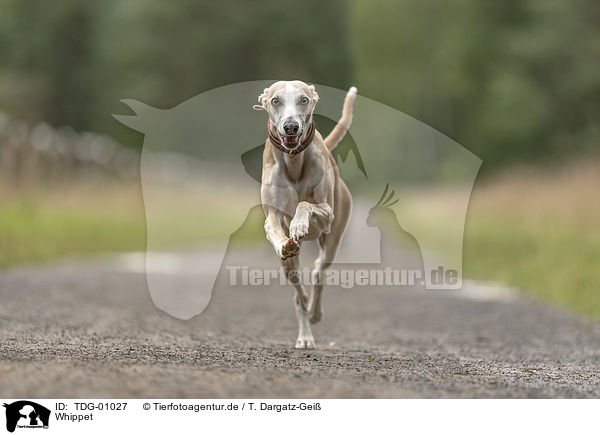 Whippet / TDG-01027