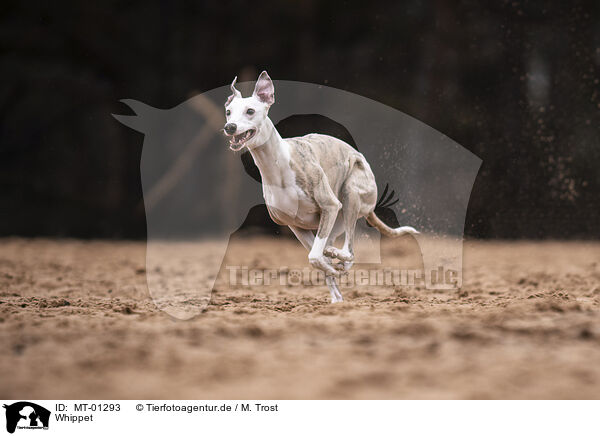 Whippet / MT-01293