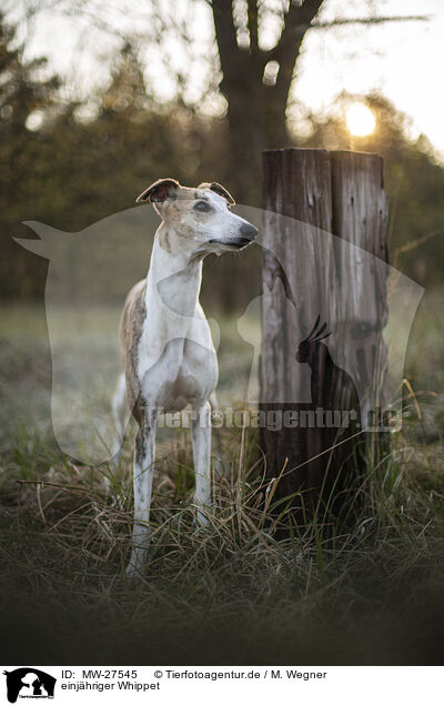 einjhriger Whippet / one year old Whippet / MW-27545