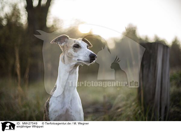 einjhriger Whippet / one year old Whippet / MW-27549
