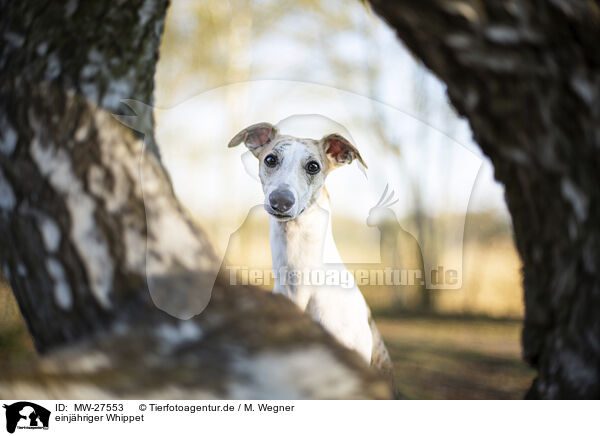 einjhriger Whippet / MW-27553