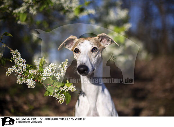einjhriger Whippet / one year old Whippet / MW-27569
