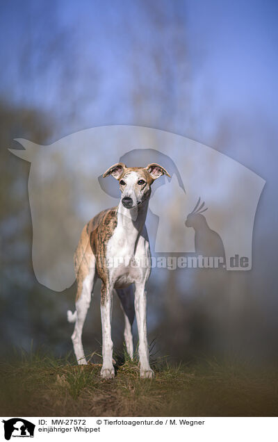 einjhriger Whippet / one year old Whippet / MW-27572