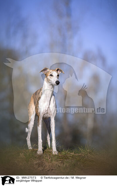 einjhriger Whippet / one year old Whippet / MW-27573