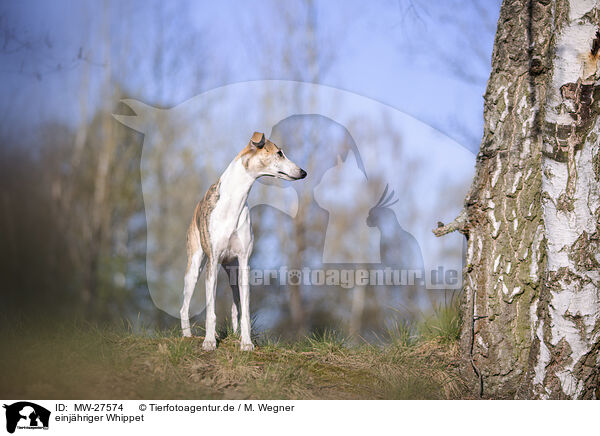 einjhriger Whippet / one year old Whippet / MW-27574