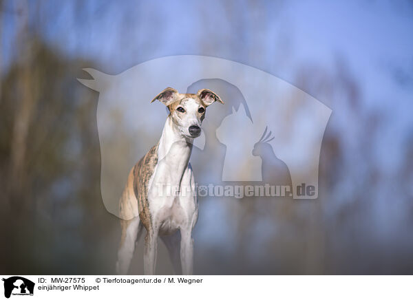 einjhriger Whippet / one year old Whippet / MW-27575
