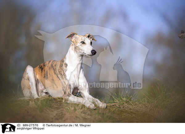 einjhriger Whippet / one year old Whippet / MW-27576