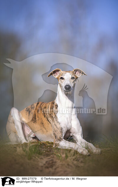 einjhriger Whippet / one year old Whippet / MW-27579