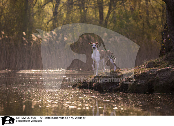 einjhriger Whippet / one year old Whippet / MW-27595