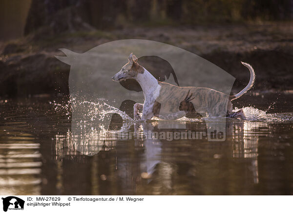einjhriger Whippet / one year old Whippet / MW-27629