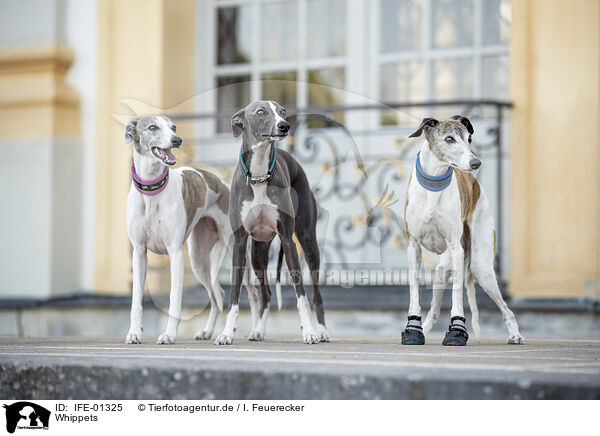 Whippets / Whippets / IFE-01325