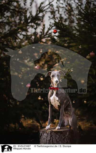 Whippet Hndin / SVS-01687