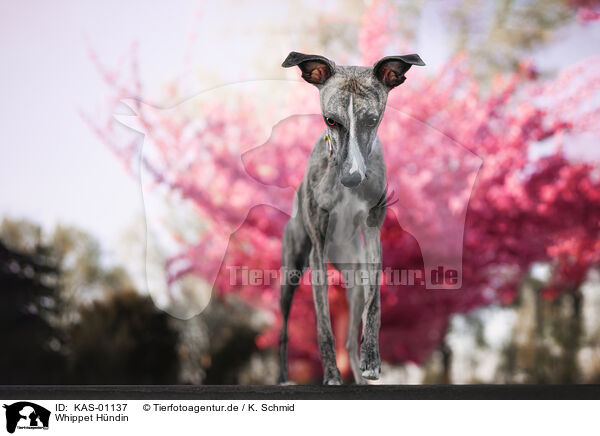 Whippet Hndin / KAS-01137