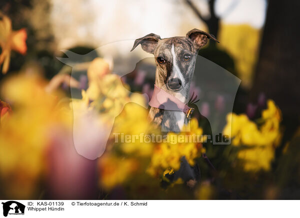 Whippet Hndin / KAS-01139