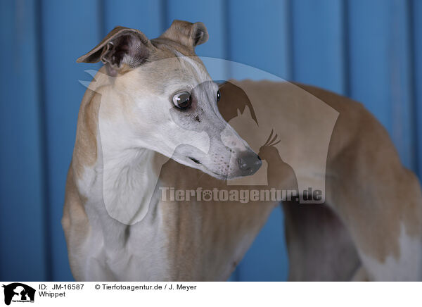 Whippet / JM-16587