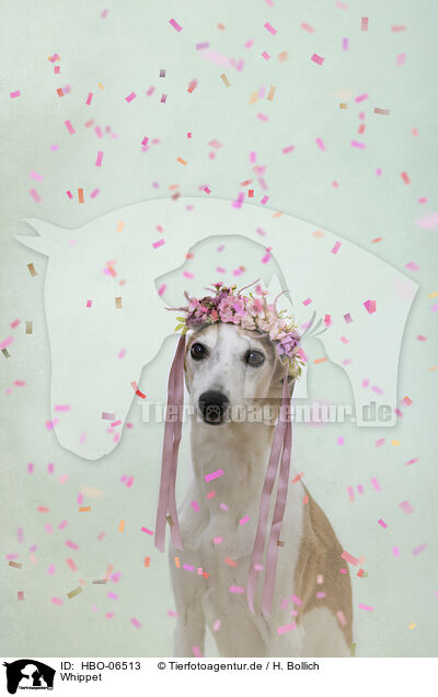 Whippet / sighthound / HBO-06513