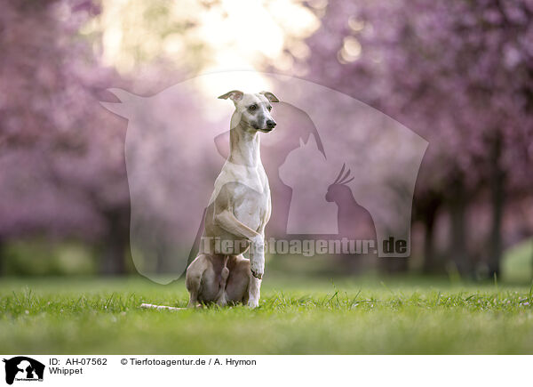 Whippet / Whippet / AH-07562