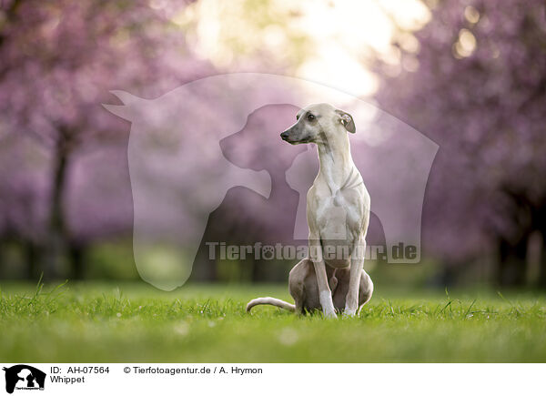Whippet / Whippet / AH-07564