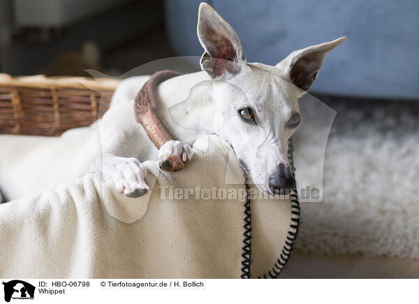 Whippet / Whippet / HBO-06798