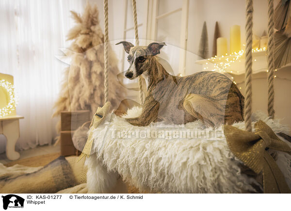 Whippet / Whippet / KAS-01277