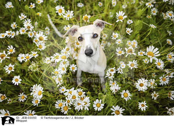 Whippet / Whippet / JEB-03050