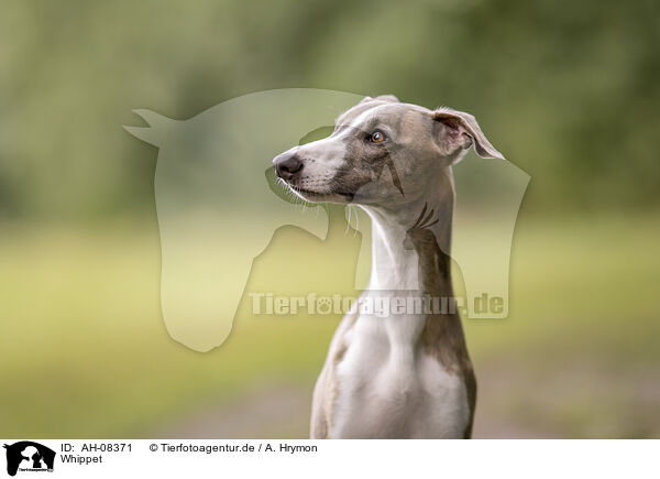 Whippet / Whippet / AH-08371