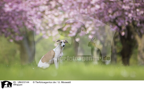 Whippet / UM-03144