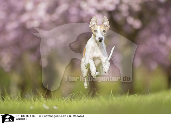 Whippet / Whippet / UM-03146