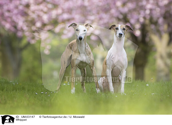 Whippet / Whippet / UM-03147