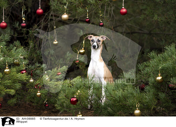 Whippet / Whippet / AH-08885