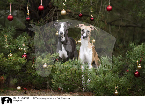 Whippet / Whippet / AH-08897