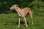 stehender Whippet