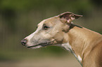 Whippet Portrait