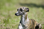 Whippet