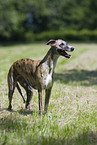 Whippet